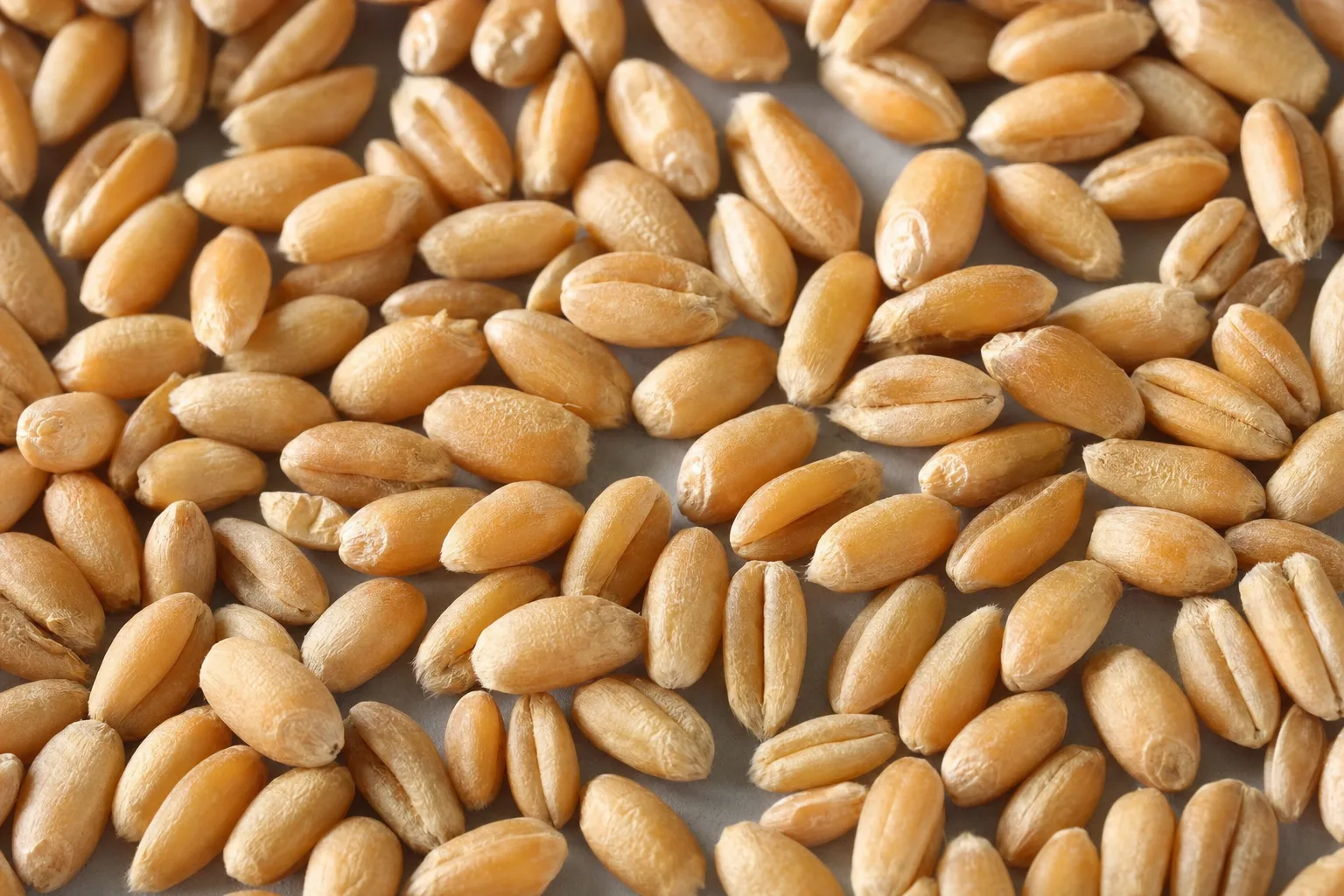 Close-up of wheat grain, showing particle size and texture.